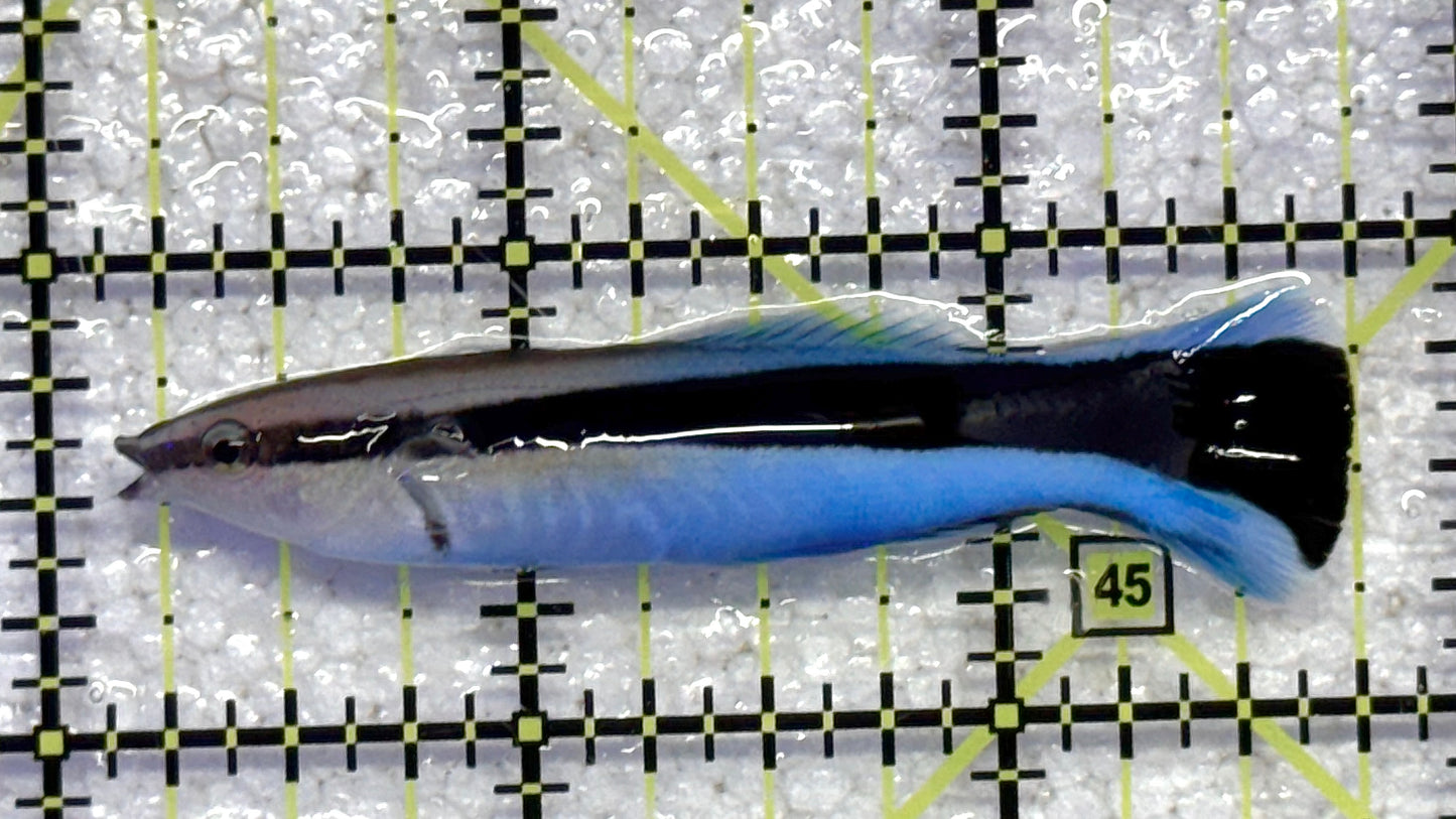 Blue Cleaner Wrasse BCW041103 WYSIWYG Size: XL 2.5" approx
