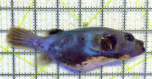 Yellow Belly Dogface Pufferfish YBDP041104 WYSIWYG Size: XL 6.25" approx