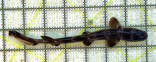 Marble Cat Shark MCS041101 WYSIWYG Size: M 7" approx