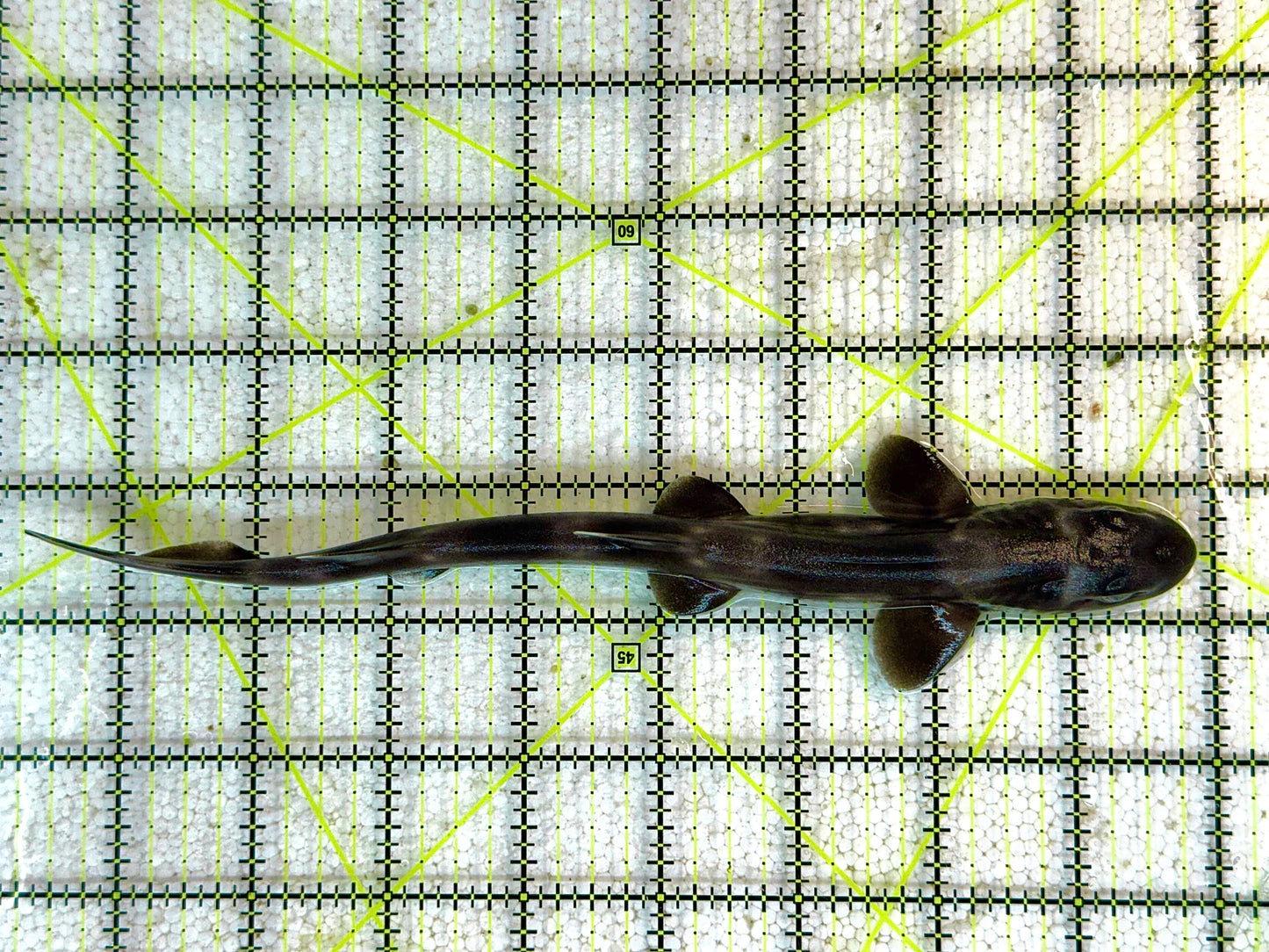 Marble Cat Shark MCS041103 WYSIWYG Size: M 8.5" approx