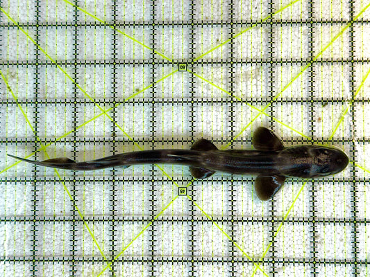 Marble Cat Shark MCS041103 WYSIWYG Size: M 8.5" approx