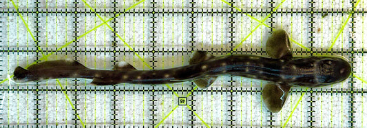 Marble Cat Shark MCS041104 WYSIWYG Size: M 8.5" approx
