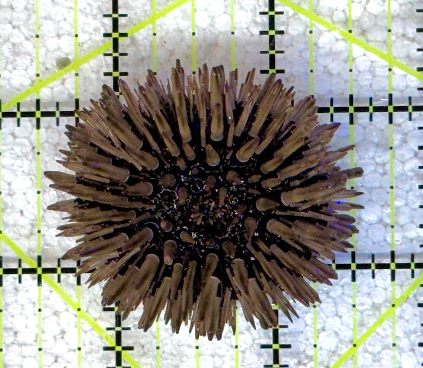 Pencil Urchin PU041101 WYSIWYG