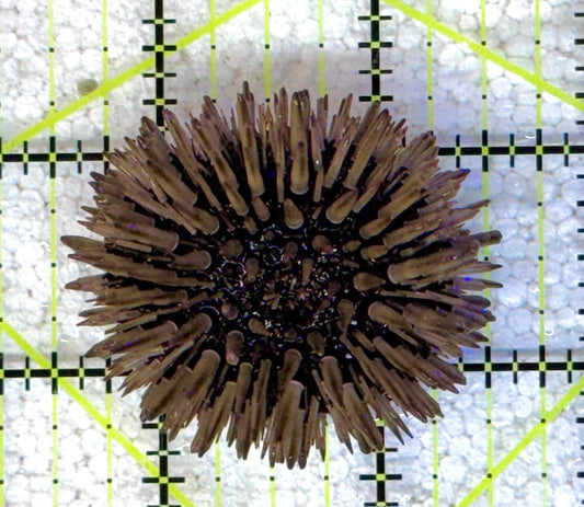 Pencil Urchin PU041101 WYSIWYG