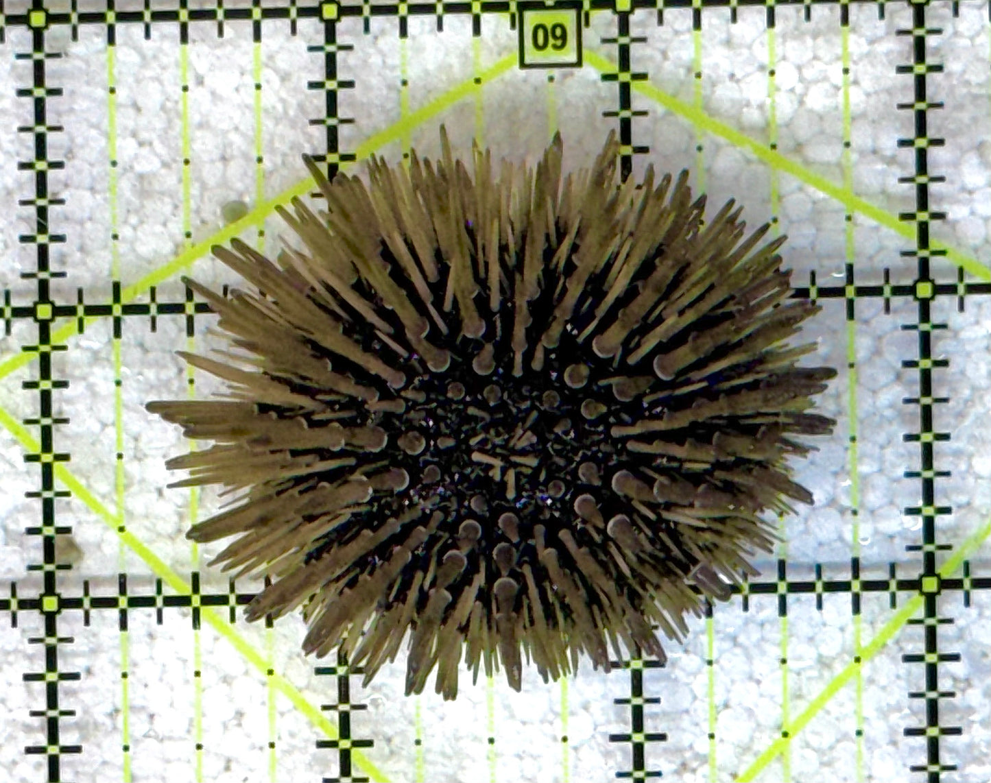 Pencil Urchin PU041102 WYSIWYG