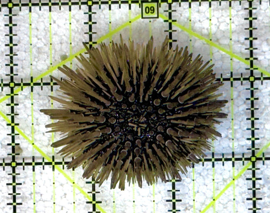 Pencil Urchin PU041102 WYSIWYG
