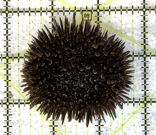 Pencil Urchin PU041104 WYSIWYG