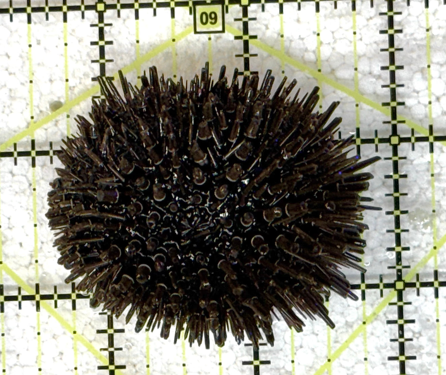 Pencil Urchin PU041105 WYSIWYG