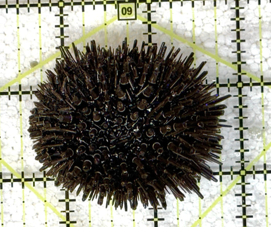 Pencil Urchin PU041105 WYSIWYG