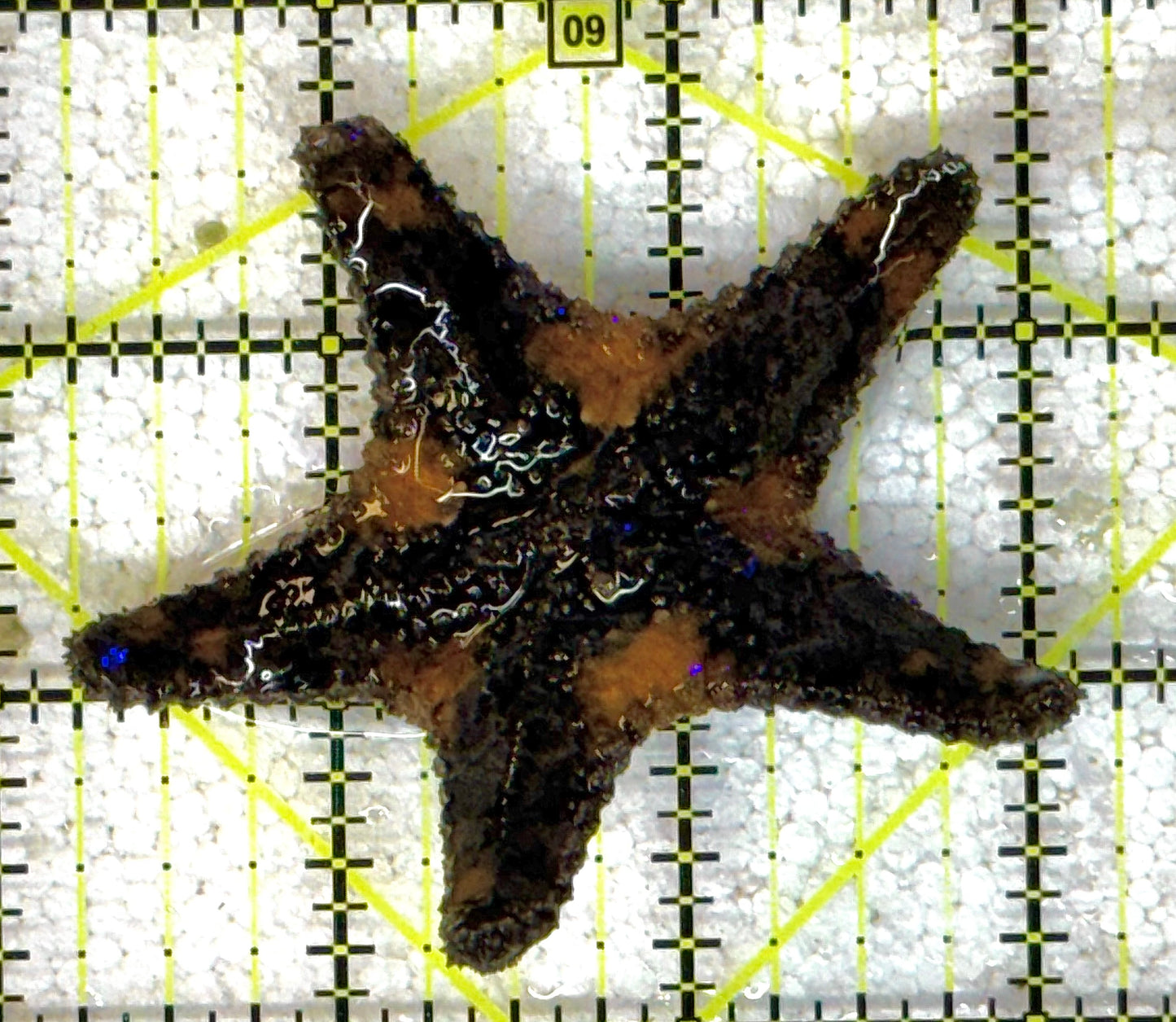 Starfish S041101 WYSIWYG Size: M 3" approx