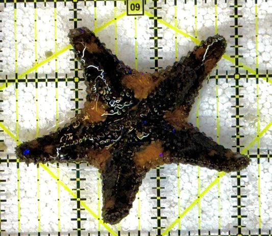 Starfish S041101 WYSIWYG Size: M 3" approx