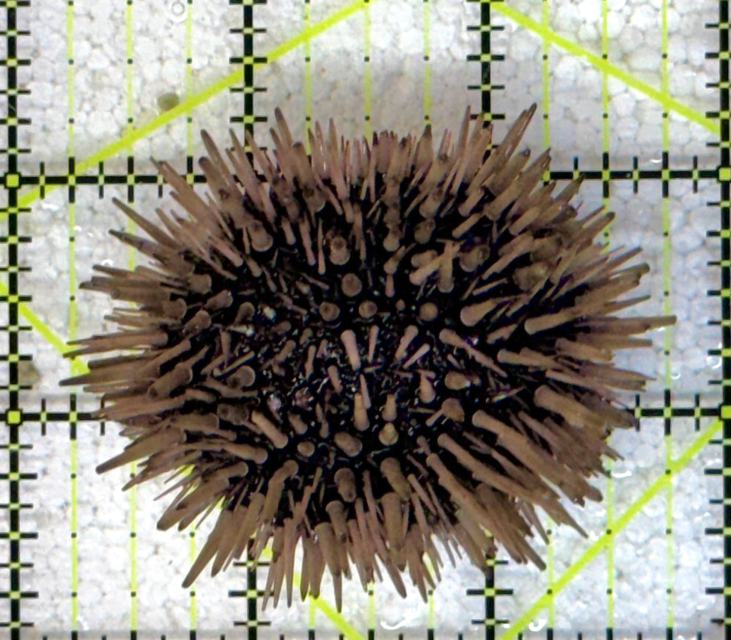 Purple Sea Urchin PU090525 WYSIWYG Size: S 2" approx