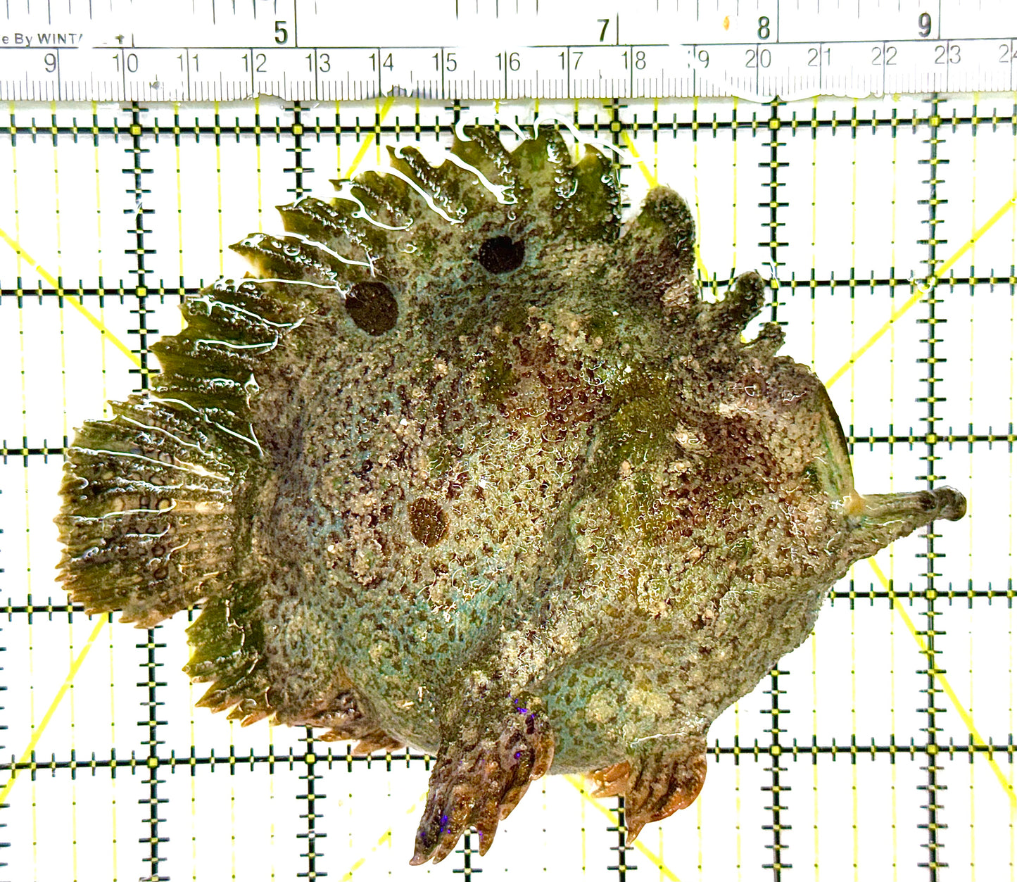 Angler A041101 WYSIWYG Size: XL 5.5" approx