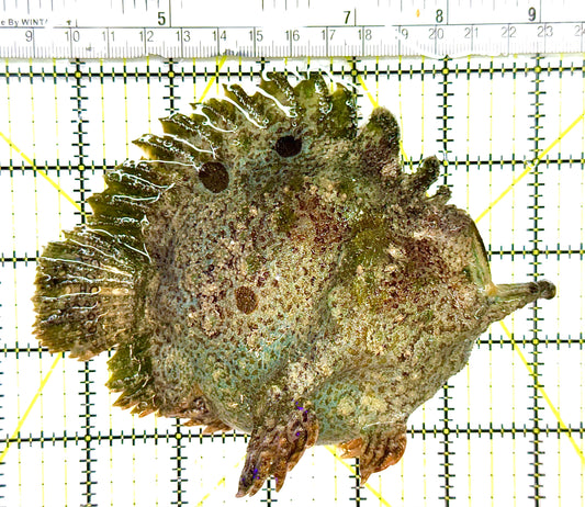 Angler A041101 WYSIWYG Size: XL 5.5" approx