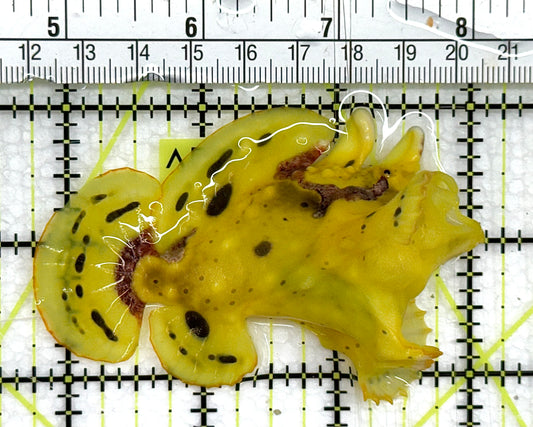 Yellow Pink Warty Angler YPWA041101 WYSIWYG Size: ML 3.25" approx
