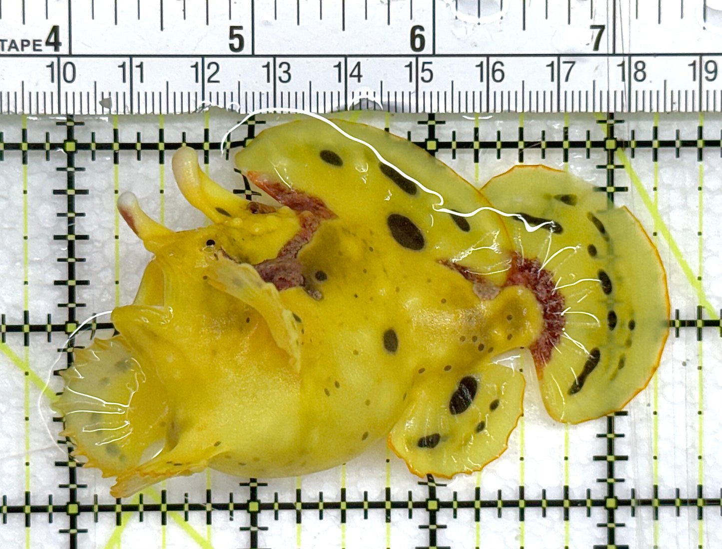 Yellow Pink Warty Angler YPWA041101 WYSIWYG Size: ML 3.25" approx