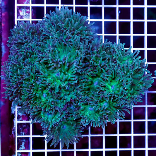 Neon Aussie Duncan Mother Colony NADMC031201 WYSIWYG