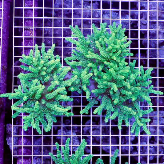 Ultra Neon Aussie Sinularia Mother Colony UNASMC031201 WYSIWYG