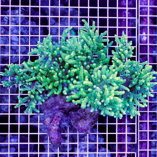 Ultra Neon Aussie Sinularia Mother Colony UNASMC031202 WYSIWYG