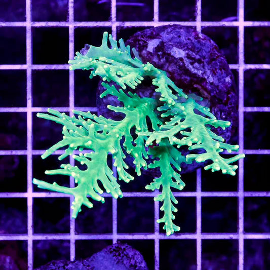 Indo Ultra Cultured Acropora Mother Colony IUCAMC031201 WYSIWYG