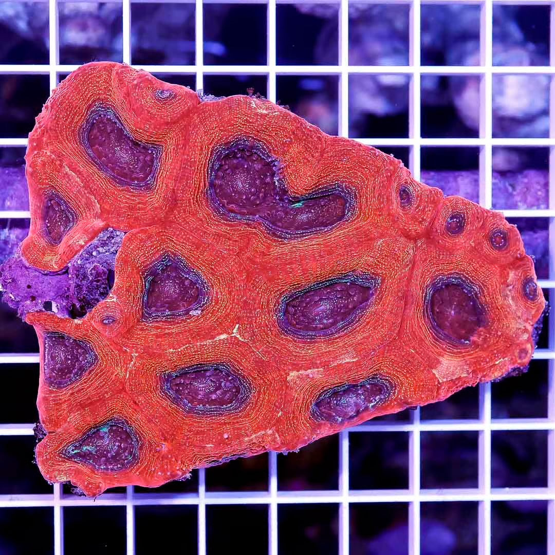 Ultra Aussie Acan Bowerbanki Mother Colony UAABMC031201 WYSIWYG