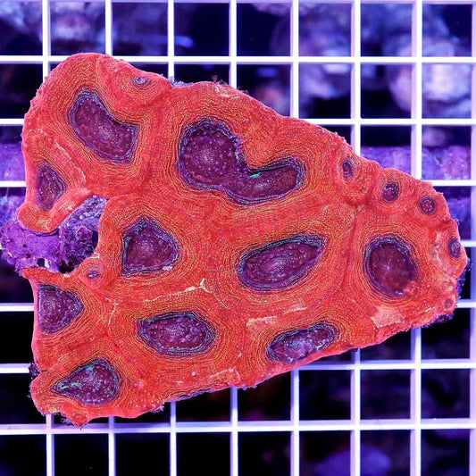 Ultra Aussie Acan Bowerbanki Mother Colony UAABMC031201 WYSIWYG