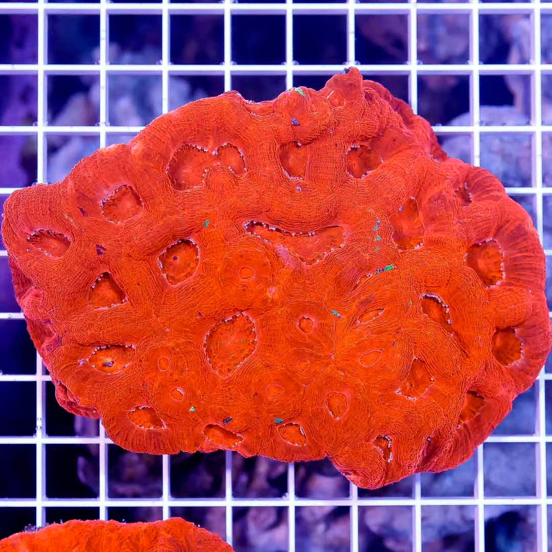 Toxic Aussie Acan Bowerbanki Frag 1' to 2' approx. TAABMC031201 WYSIWYG