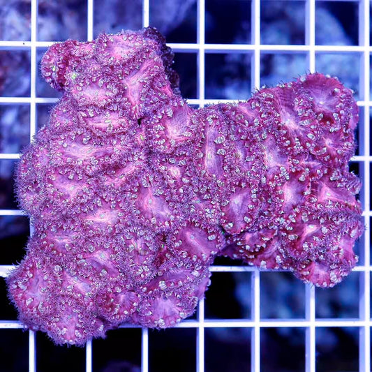 Indo Ultra Hot Pink Blastomussa Size: M 1.5" to 2" Frag Approx