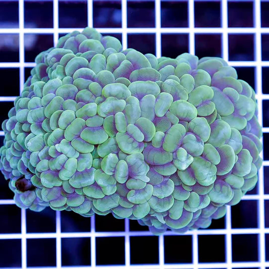 Ultra Aussie Bubble Coral Mother Colony UABCMC031201 WYSIWYG
