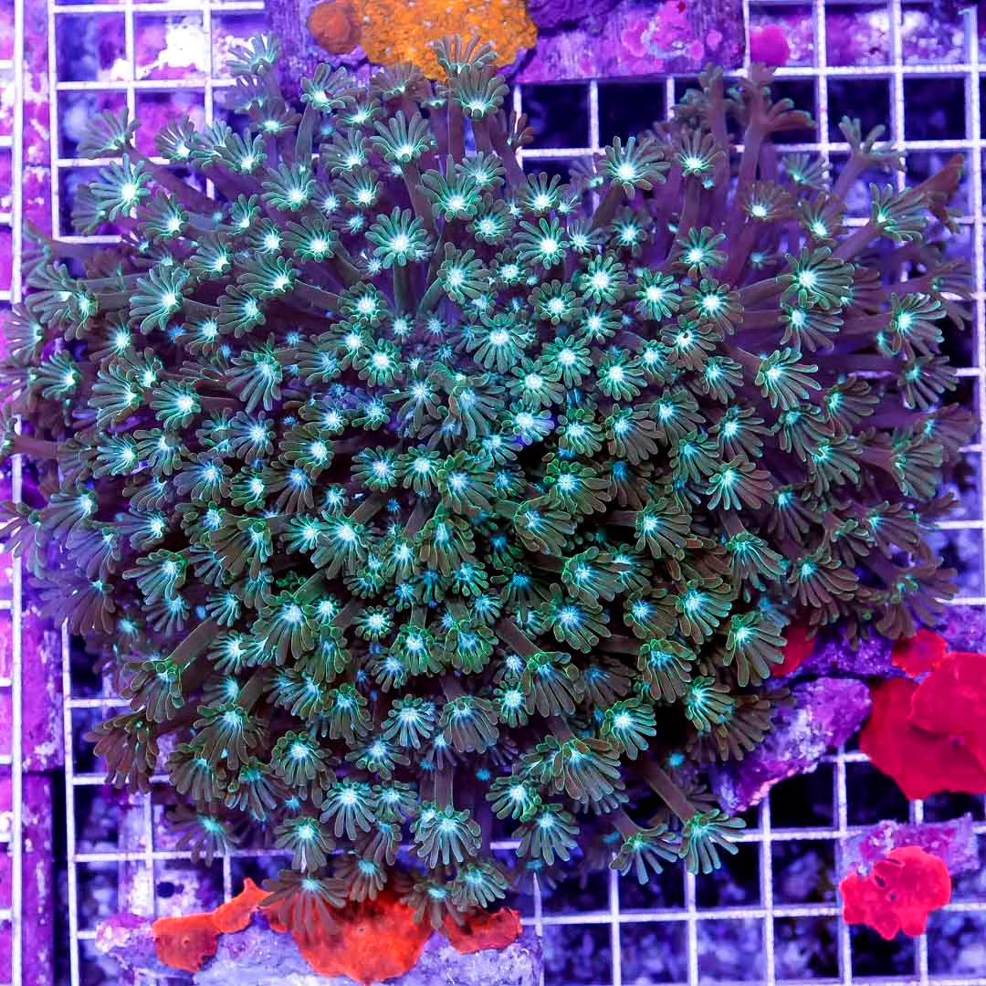 Aussie Ultra Alveopora Size: M 0.75" to 1" - Violet Aquarium 