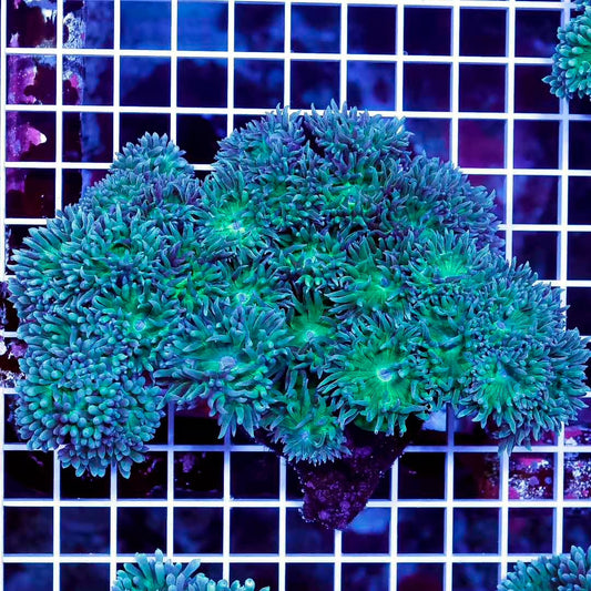 Neon Aussie Duncan Mother Colony NADMC031202 WYSIWYG