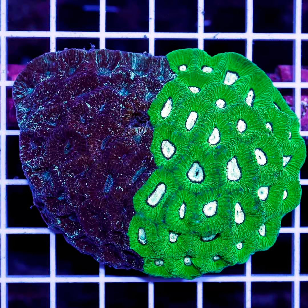 Neon Aussie Goniastrea Mother Colony NAGMC031201 WYSIWYG