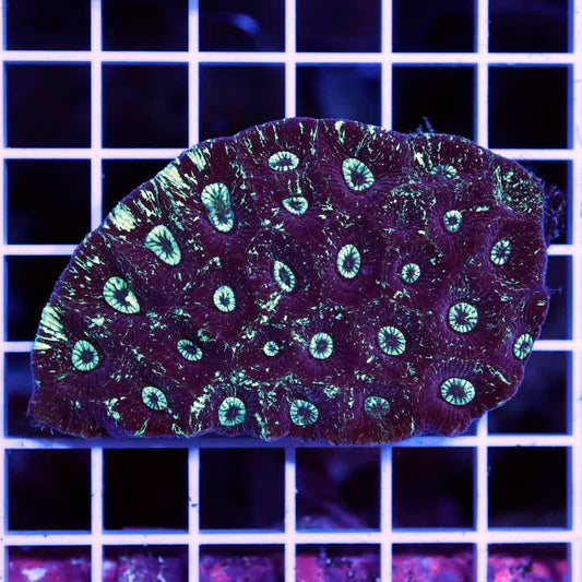 Met Aussie Goniastrea Mother Colony MAGMC031201 WYSIWYG