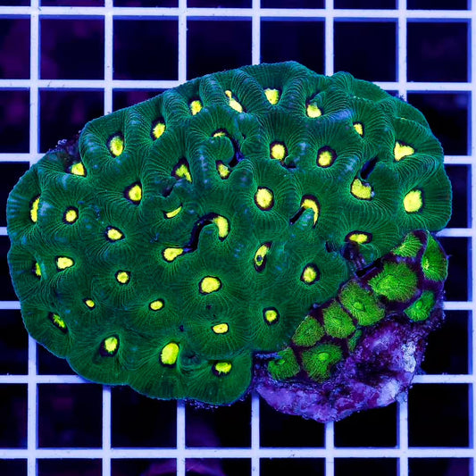 Neon Aussie Goniastrea Mother Colony NAGMC031202 WYSIWYG