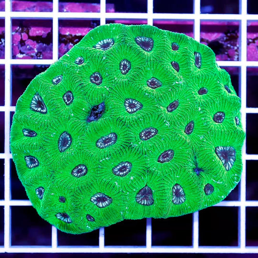 Neon Aussie Goniastrea Mother Colony NAGMC031203 WYSIWYG
