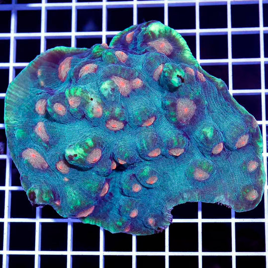 Indo Neon Mycedium Chalice Mother Colony INMCMC031301 WYSIWYG