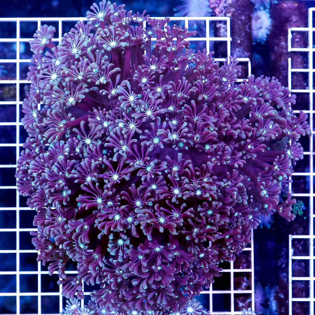 Aussie Ultra Alveopora Size: M 0.75" to 1" - Violet Aquarium 