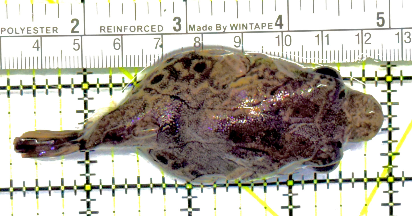 Pignose Puffer PP041001 WYSIWYG Size: L 3.5" approx