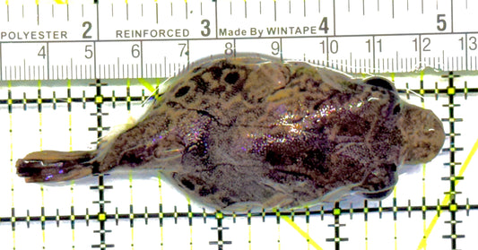 Pignose Puffer PP041001 WYSIWYG Size: L 3.5" approx