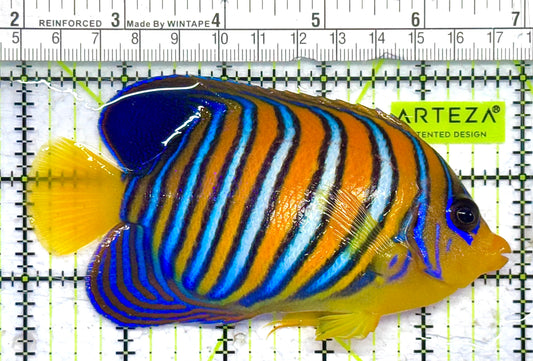 Regal Angelfish Yellow Belly Rare Maldives RAYBRM041301 WYSIWYG Size: XL 5" approx