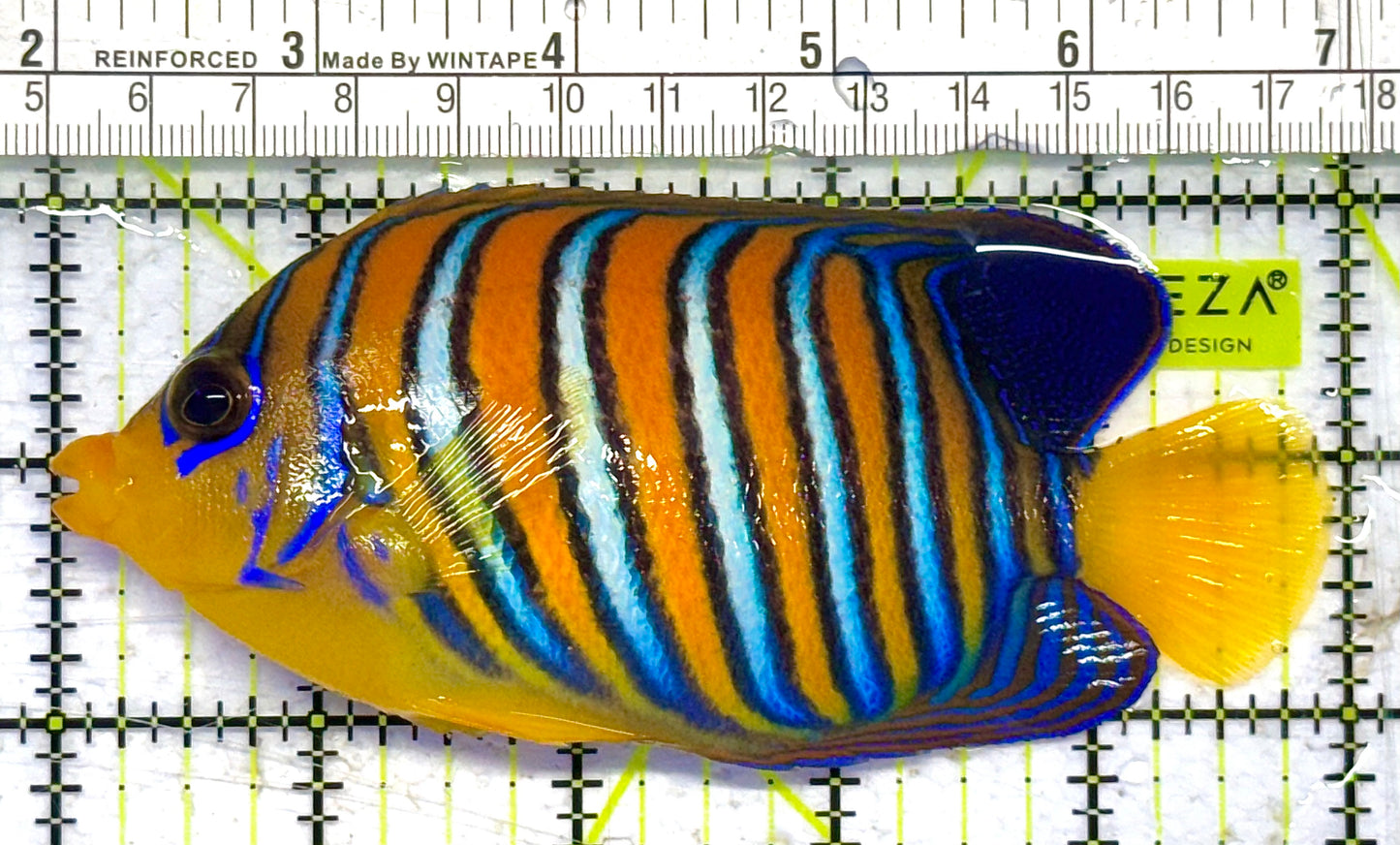 Regal Angelfish Yellow Belly Rare Maldives RAYBRM041301 WYSIWYG Size: XL 5" approx