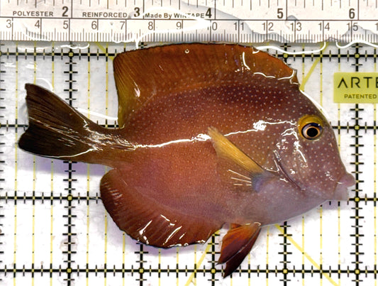 Yellow Eye Kole Tang (Spotted) YEKT041301 WYSIWYG Size: L 4.75" approx