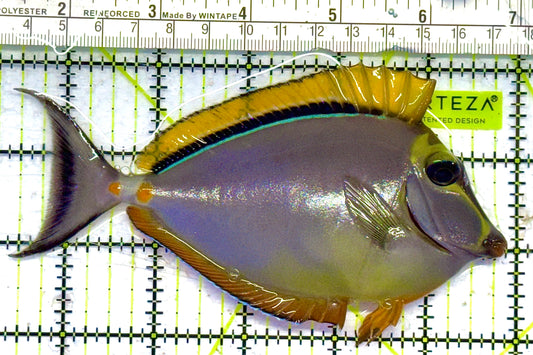 Blonde Naso Tang (Maldives Special Grade) NT041301 WYSIWYG Size: L 5.5" approx
