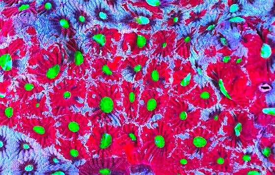 Aussie Ultra War Favities Size: M 0.75" to 1" Frag - Violet Aquarium 