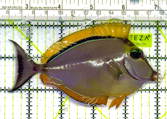 Blonde Naso Tang (Maldives Special Grade) NT041302 WYSIWYG Size: L 5" approx
