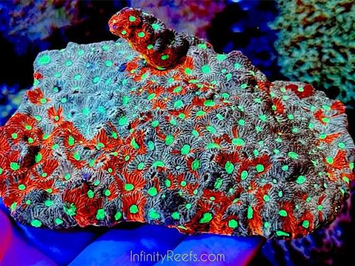 Aussie Ultra War Favities Size: M 0.75" to 1" Frag - Violet Aquarium 