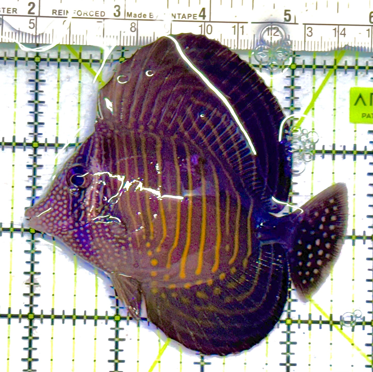 Desjardini Tang (Red Sea Sailfin Tang) DT041301 WYSIWYG Size: M 3.75" approx