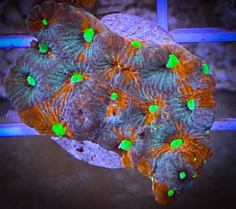 Aussie Ultra War Favities Size: M 0.75" to 1" Frag - Violet Aquarium 