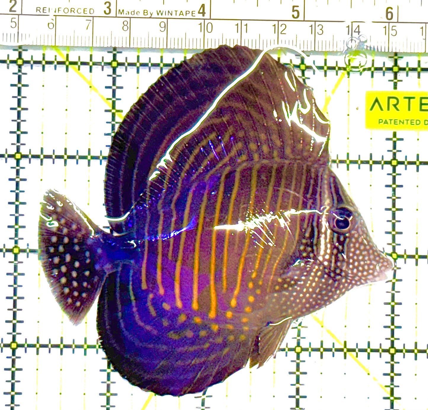Desjardini Tang (Red Sea Sailfin Tang) DT041301 WYSIWYG Size: M 3.75" approx