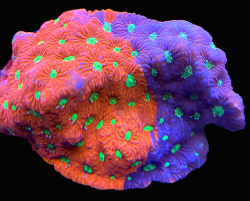 Aussie Ultra War Favities Size: M 0.75" to 1" Frag - Violet Aquarium 